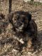 Shorkie Puppies for sale in Lawrence, KS, USA. price: $800