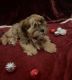 Shorkie Puppies for sale in Gaithersburg, MD, USA. price: $750