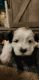 Shorkie Puppies for sale in Campobello, SC 29322, USA. price: NA