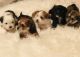 Shorkie Puppies for sale in Princeton, MN 55371, USA. price: $800