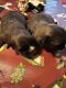 Shorkie Puppies for sale in Lebanon Junction, KY 40150, USA. price: NA