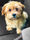 Shorkie Puppies for sale in Harrisburg, PA, USA. price: $800