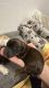 Shorkie Puppies for sale in Cape Coral, FL, USA. price: $1,500
