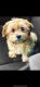 Shorkie Puppies for sale in Harrisburg, PA, USA. price: $500