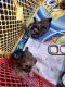 Shorkie Puppies for sale in Lebanon Junction, KY 40150, USA. price: $900