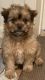 Shorkie Puppies for sale in Livingston, TX 77351, USA. price: $1,200
