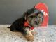 Shorkie Puppies for sale in Lowell, IN 46356, USA. price: $400
