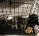 Shorkie Puppies for sale in Burlington, NJ 08016, USA. price: NA