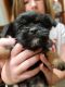 Shorkie Puppies for sale in Longmont, CO, USA. price: $900