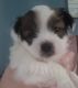 Shorkie Puppies for sale in Brooklyn, MI 49230, USA. price: NA