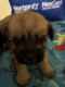 Shorkie Puppies for sale in Lebanon Junction, KY 40150, USA. price: $700