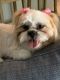 Shorkie Puppies for sale in Edgewater, FL, USA. price: NA