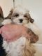Shorkie Puppies for sale in Lewisburg, PA 17837, USA. price: $1,200