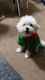 Shorkie Puppies for sale in Arlington, VA 22204, USA. price: NA