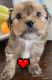 Shorkie Puppies for sale in Azusa, CA, USA. price: $600
