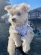 Shorkie Puppies for sale in Mickleton, East Greenwich Township, NJ 08056, USA. price: NA