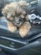 Shorkie Puppies for sale in Boca Raton, FL, USA. price: NA