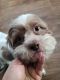 Shorkie Puppies for sale in Woodhaven, MI 48183, USA. price: NA