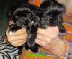Shorkie Puppies for sale in Orland Park, IL, USA. price: $900