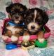 Shorkie Puppies for sale in Macomb, MI 48042, USA. price: $1,500