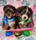 Shorkie Puppies