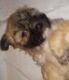 Shorkie Puppies for sale in 432 The North Chace, Atlanta, GA 30328, USA. price: $600