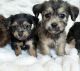 Shorkie Puppies for sale in Houston, TX, USA. price: $900
