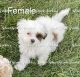 Shorkie Puppies for sale in Yakima, WA, USA. price: $1,500