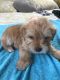Shorkie Puppies for sale in Rossville, GA 30741, USA. price: NA
