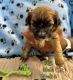 Shorkie Puppies for sale in Columbus, OH, USA. price: $1,500