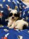 Shorkie Puppies for sale in Alma, GA 31510, USA. price: $600