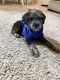 Shorkie Puppies for sale in Grand Prairie, TX 75050, USA. price: NA