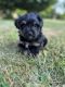 Shorkie Puppies for sale in Olney, IL 62450, USA. price: $850
