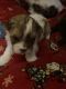 Shorkie Puppies for sale in Freeport, NY, USA. price: $500