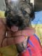 Shorkie Puppies for sale in Chicago, IL, USA. price: NA