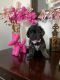Shorkie Puppies for sale in Corona, CA, USA. price: NA