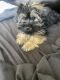 Shorkie Puppies for sale in Ogden, UT, USA. price: $600
