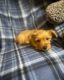 Shorkie Puppies for sale in Bethlehem, PA, USA. price: $500