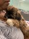Shorkie Puppies for sale in Jarrell, TX, USA. price: $1,000