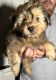 Shorkie Puppies for sale in Tampa, FL, USA. price: NA