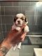 Shorkie Puppies for sale in Cleveland, OH, USA. price: $950