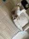 Shorkie Puppies for sale in Bronx, NY, USA. price: $600