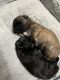 Shorkie Puppies for sale in Burlington, NJ 08016, USA. price: NA