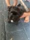 Shorkie Puppies for sale in Detroit, MI 48227, USA. price: NA