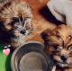 Shorkie Puppies for sale in Vallejo, CA, USA. price: $800