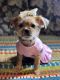 Shorkie Puppies for sale in Houston, TX, USA. price: $250