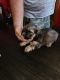 Shorkie Puppies for sale in Aurora, NE 68818, USA. price: NA