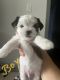 Shorkie Puppies for sale in Sacramento, CA, USA. price: $3,000