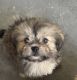 Shorkie Puppies for sale in Venice, Los Angeles, CA, USA. price: $100
