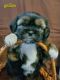 Shorkie Puppies for sale in Charleston, WV, USA. price: $800